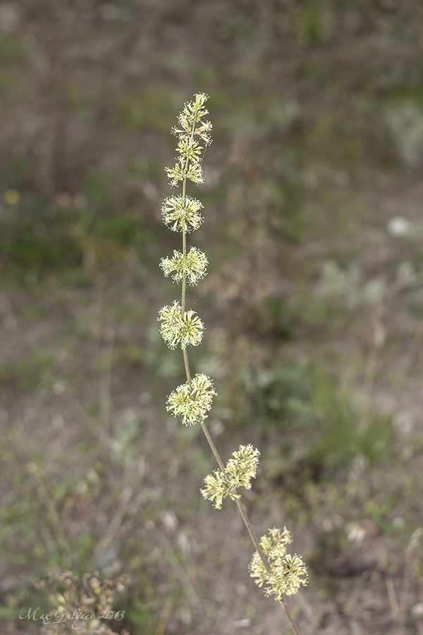 Image of Silene borysthenica specimen.