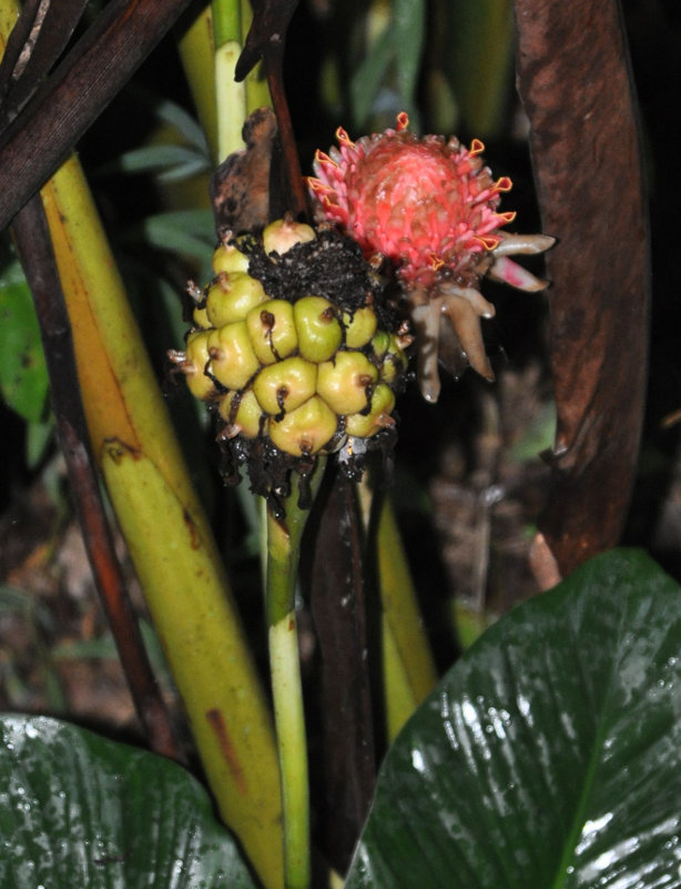 Image of Etlingera elatior specimen.