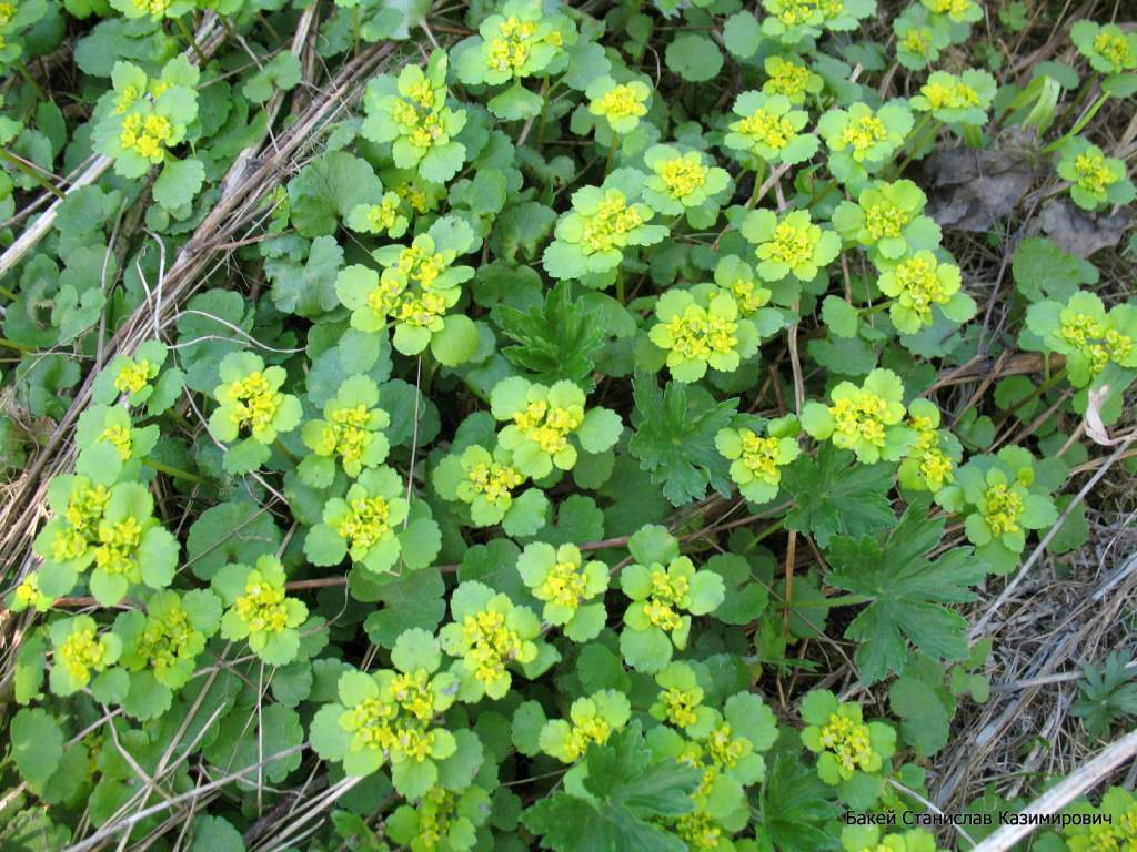 Изображение особи Chrysosplenium alternifolium.