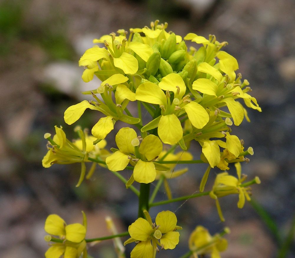 Image of Sisymbrium loeselii specimen.