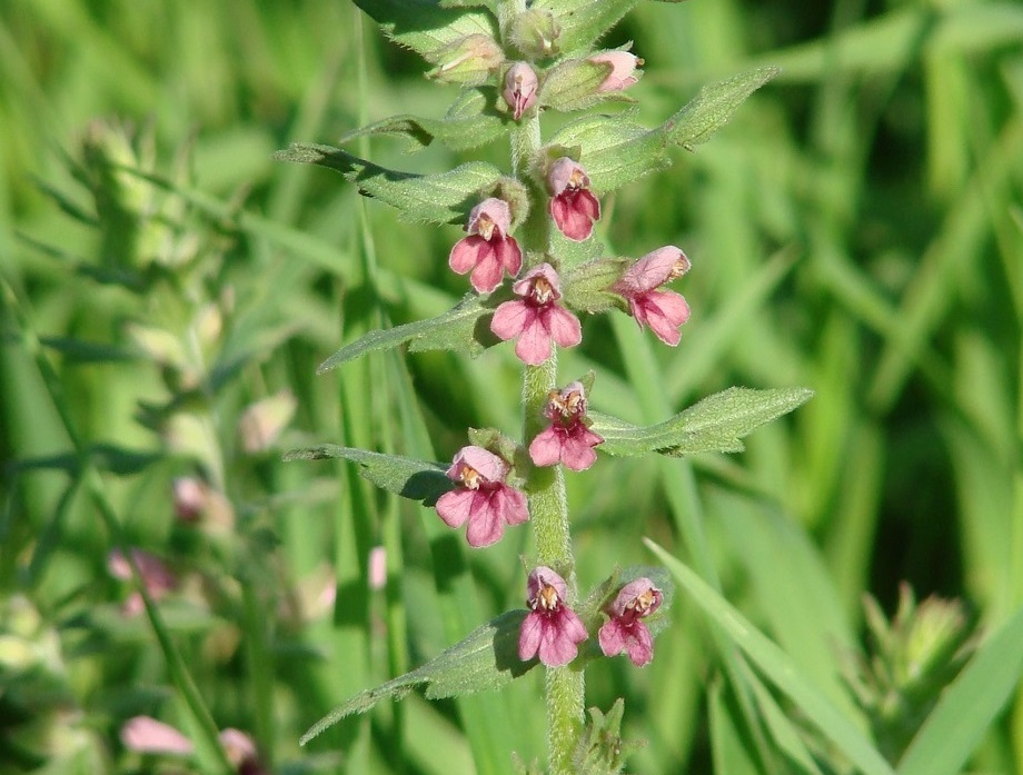 Изображение особи Odontites vulgaris.