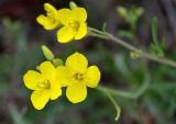 Diplotaxis tenuifolia