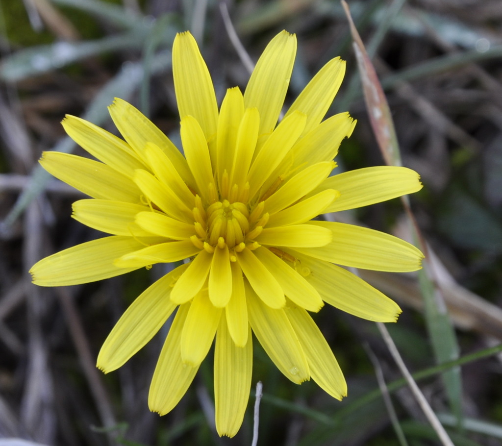 Image of genus Scorzonera specimen.