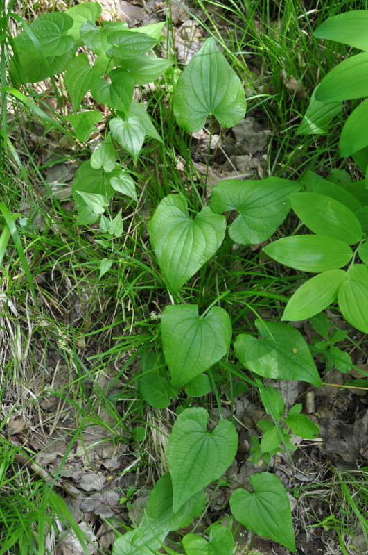 Image of Tamus communis specimen.