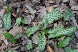 Arum italicum