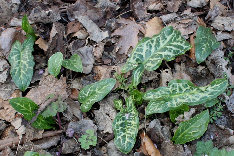 Изображение особи Arum italicum.