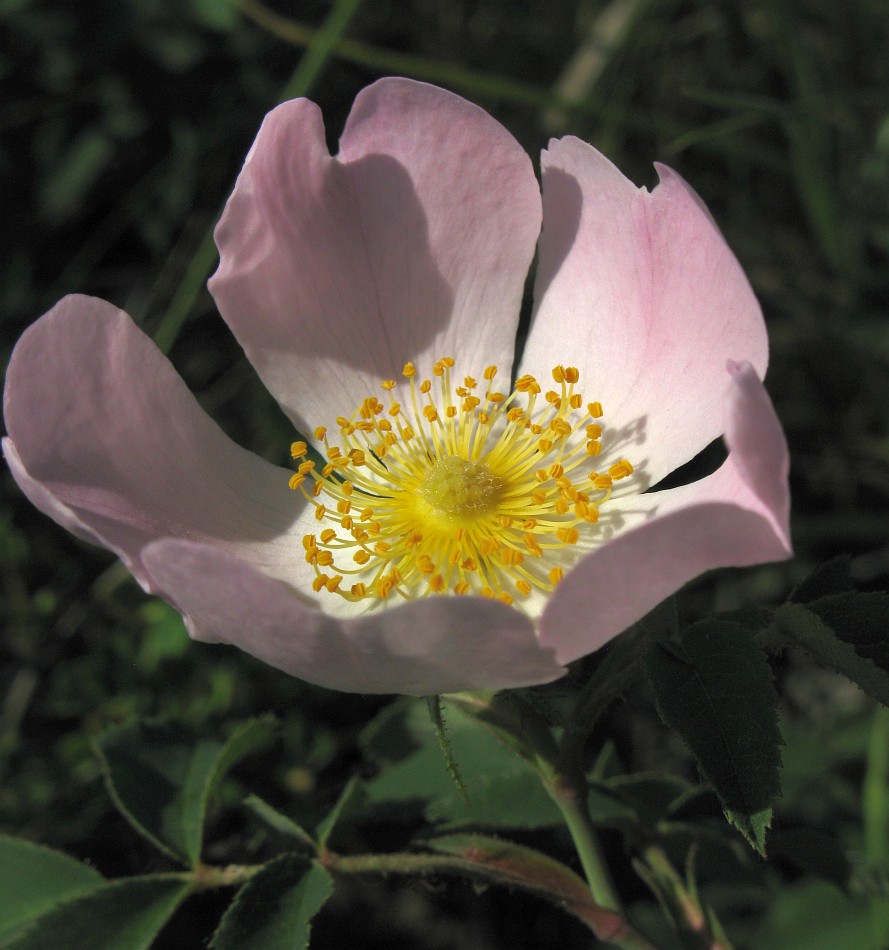 Image of genus Rosa specimen.