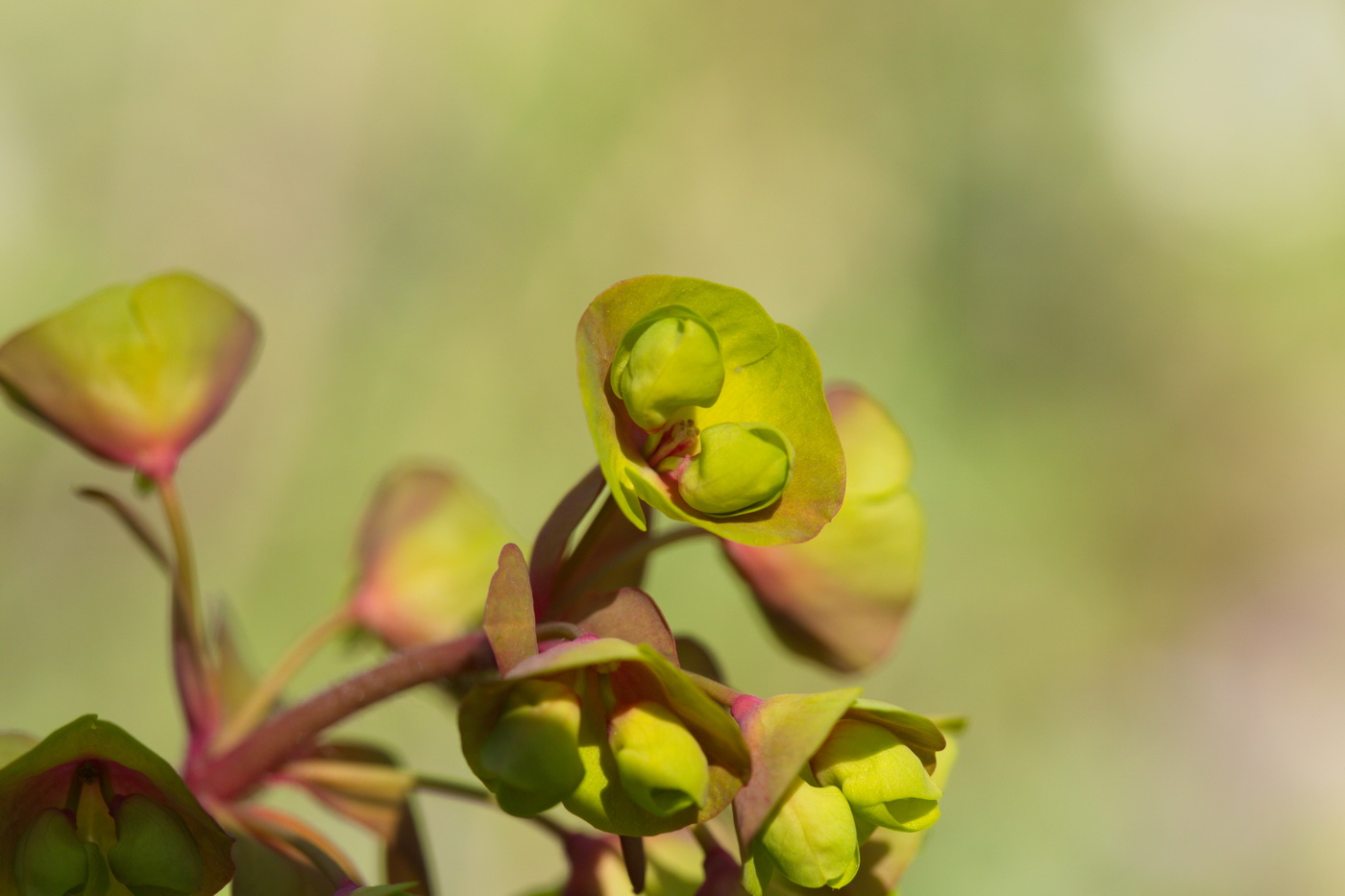 Image of Euphorbia amygdaloides specimen.