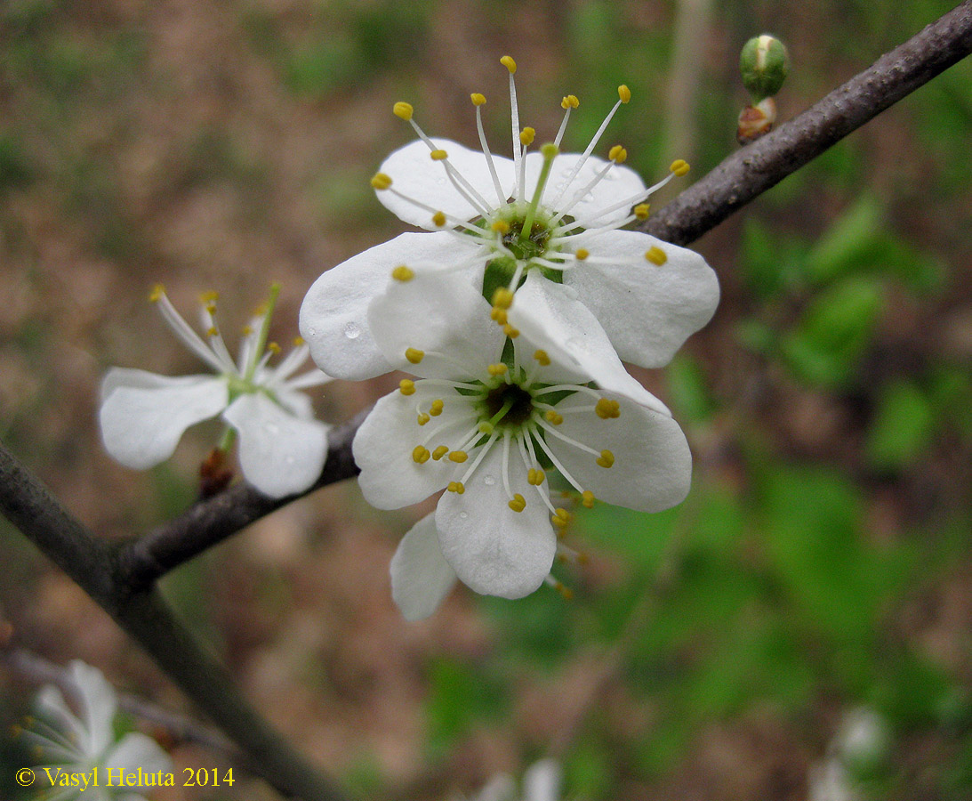 Image of Prunus spinosa specimen.