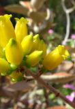Смотреть изображение Kalanchoe orgyalis