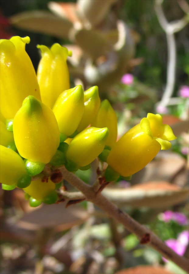 Изображение особи Kalanchoe orgyalis.