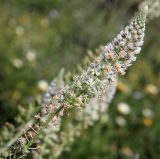 Reseda alba