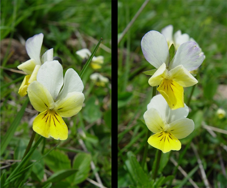 Изображение особи Viola arvensis.