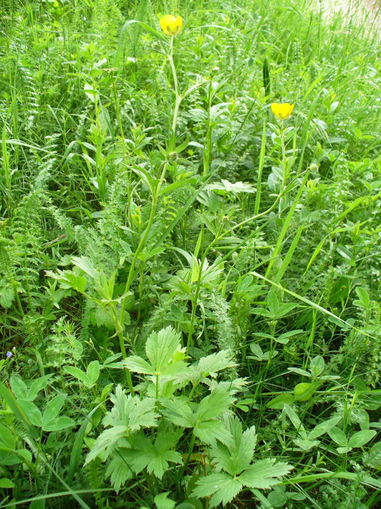 Image of genus Ranunculus specimen.