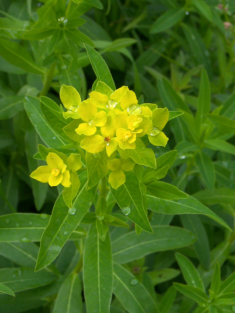 Image of Euphorbia procera specimen.