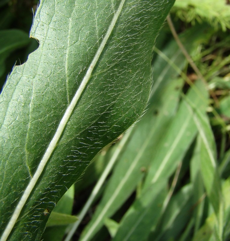 Image of Cephalaria uralensis specimen.