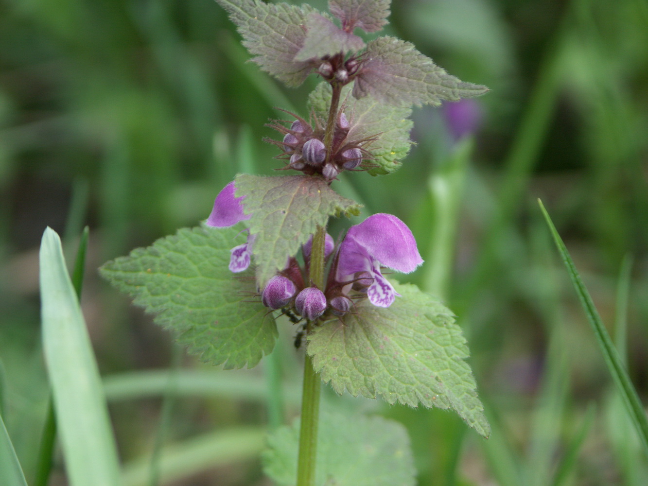 Image of Lamium maculatum specimen.