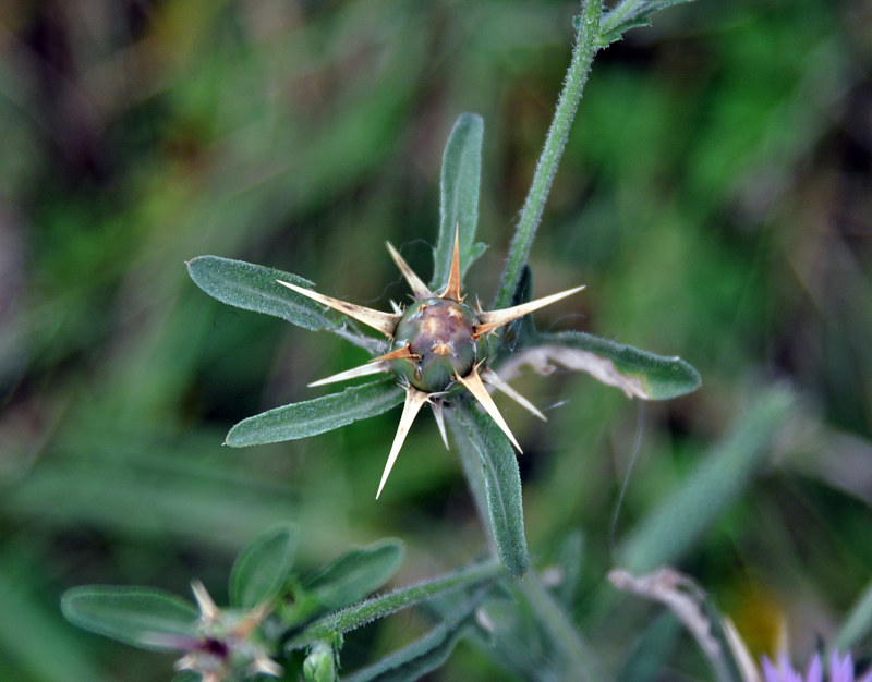 Image of Centaurea iberica specimen.