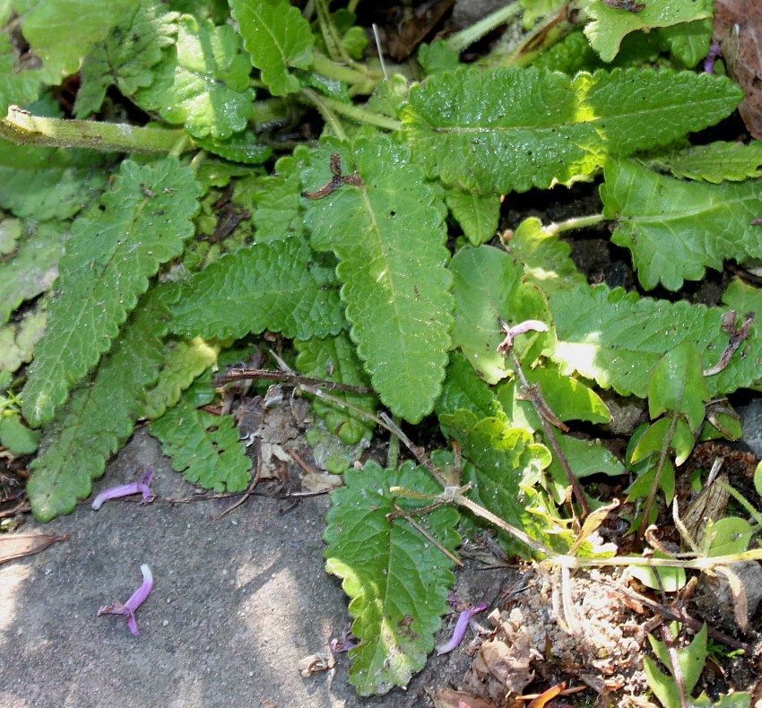 Image of Betonica officinalis specimen.