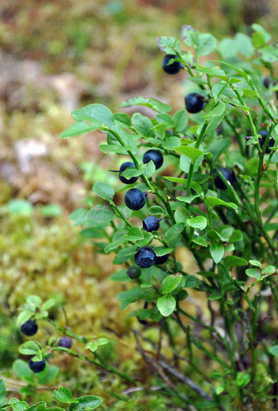 Image of Vaccinium myrtillus specimen.