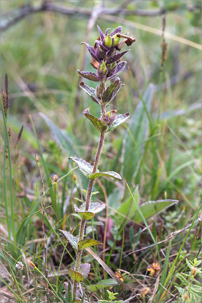 Image of Bartsia alpina specimen.