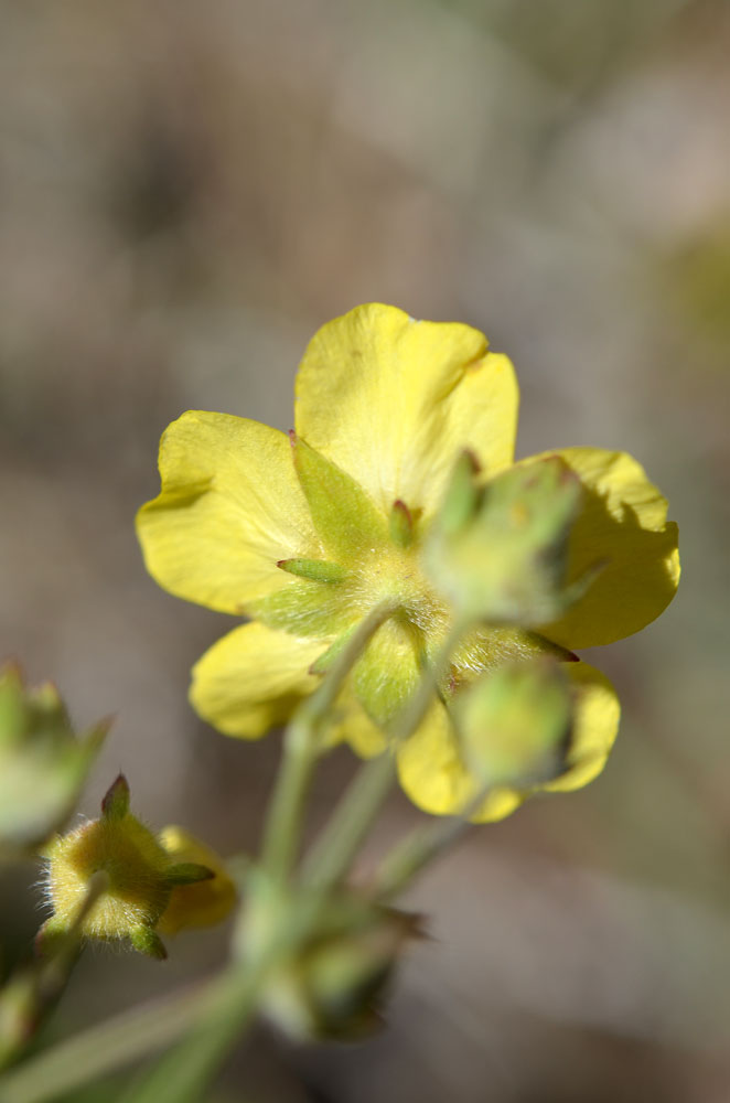 Изображение особи Potentilla virgata.