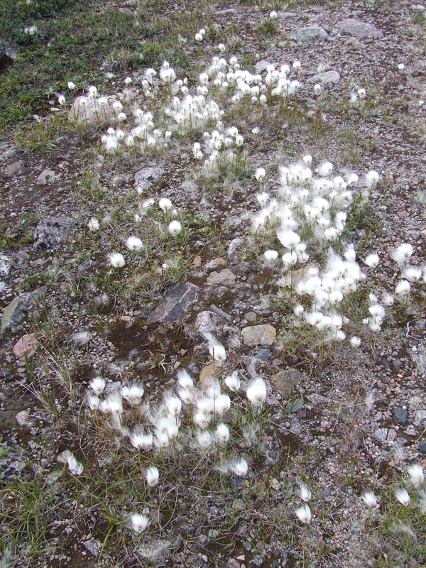 Изображение особи Eriophorum scheuchzeri.