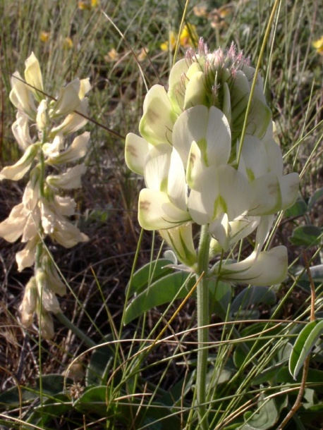 Image of Hedysarum grandiflorum specimen.