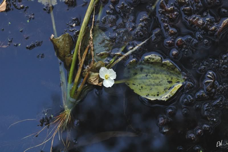 Image of Ottelia alismoides specimen.