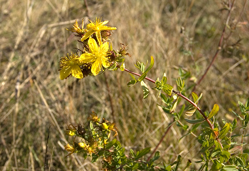 Image of Hypericum perforatum specimen.