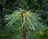 Pinus sibirica. Верхушка молодого растения (6 лет). Московская обл., Раменский р-н, окр. дер. Хрипань. 06.07.2009.