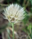 genus Tragopogon