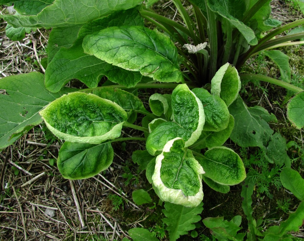 Изображение особи Arctium tomentosum.