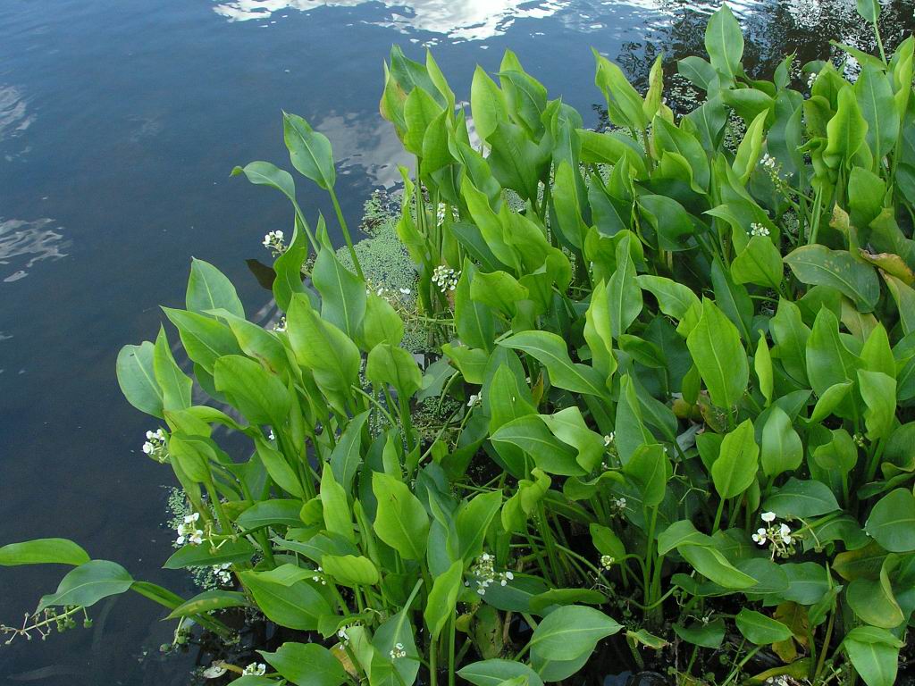 Изображение особи Sagittaria platyphylla.