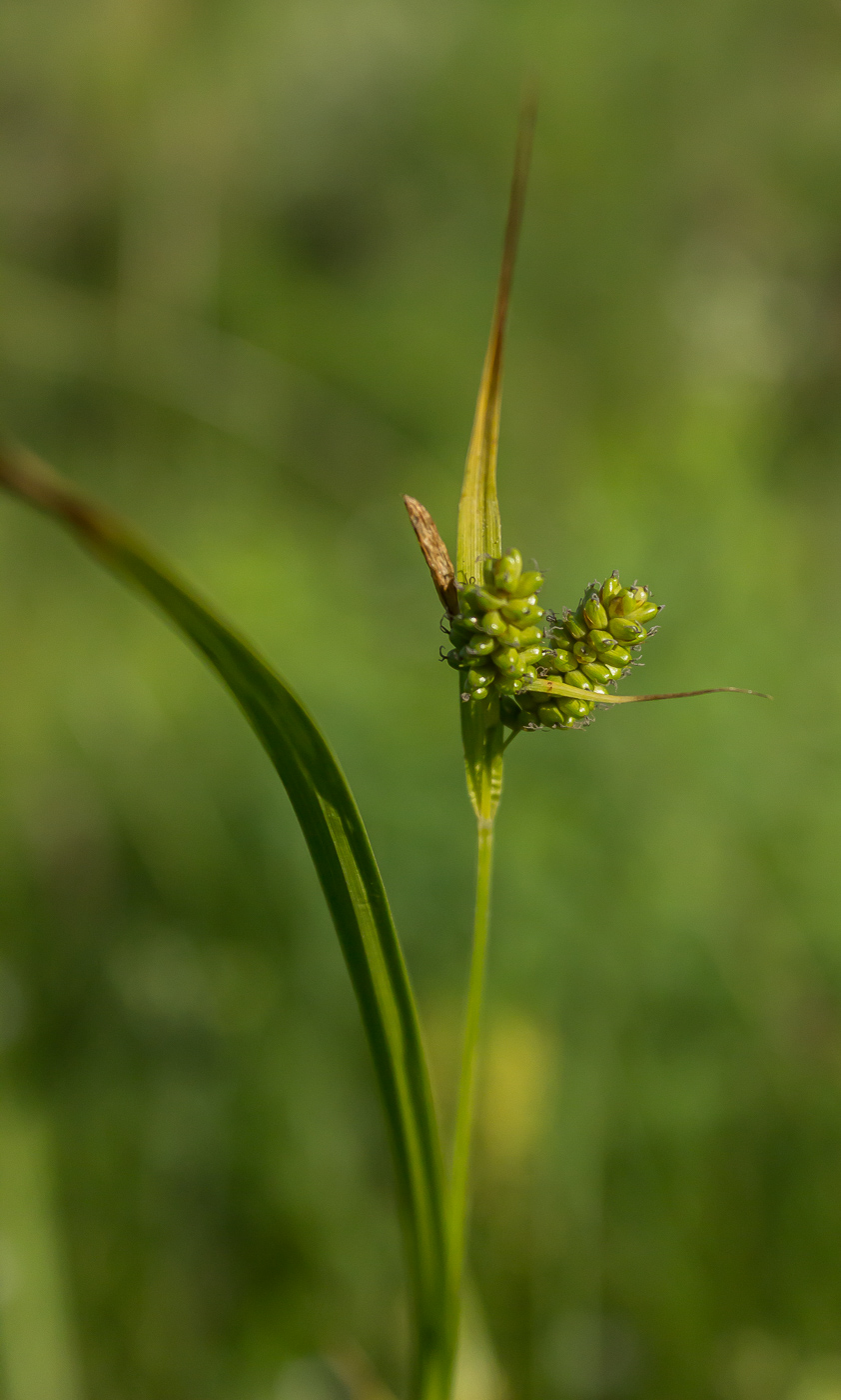 Image of Carex pallescens specimen.