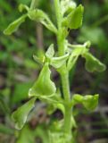 Listera convallarioides