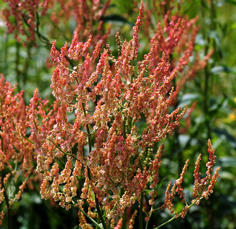 Image of Rumex acetosa specimen.