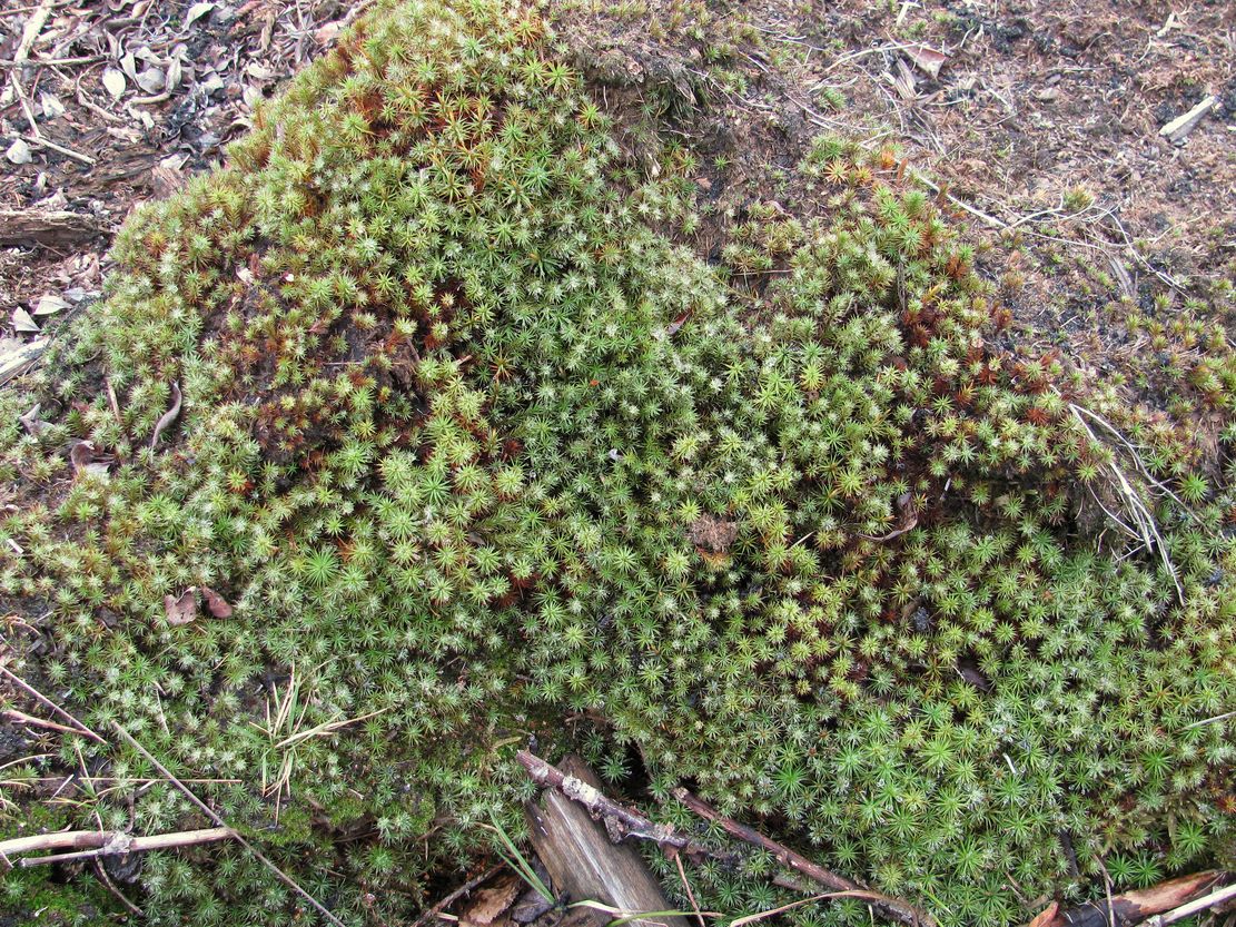 Image of Polytrichum juniperinum specimen.