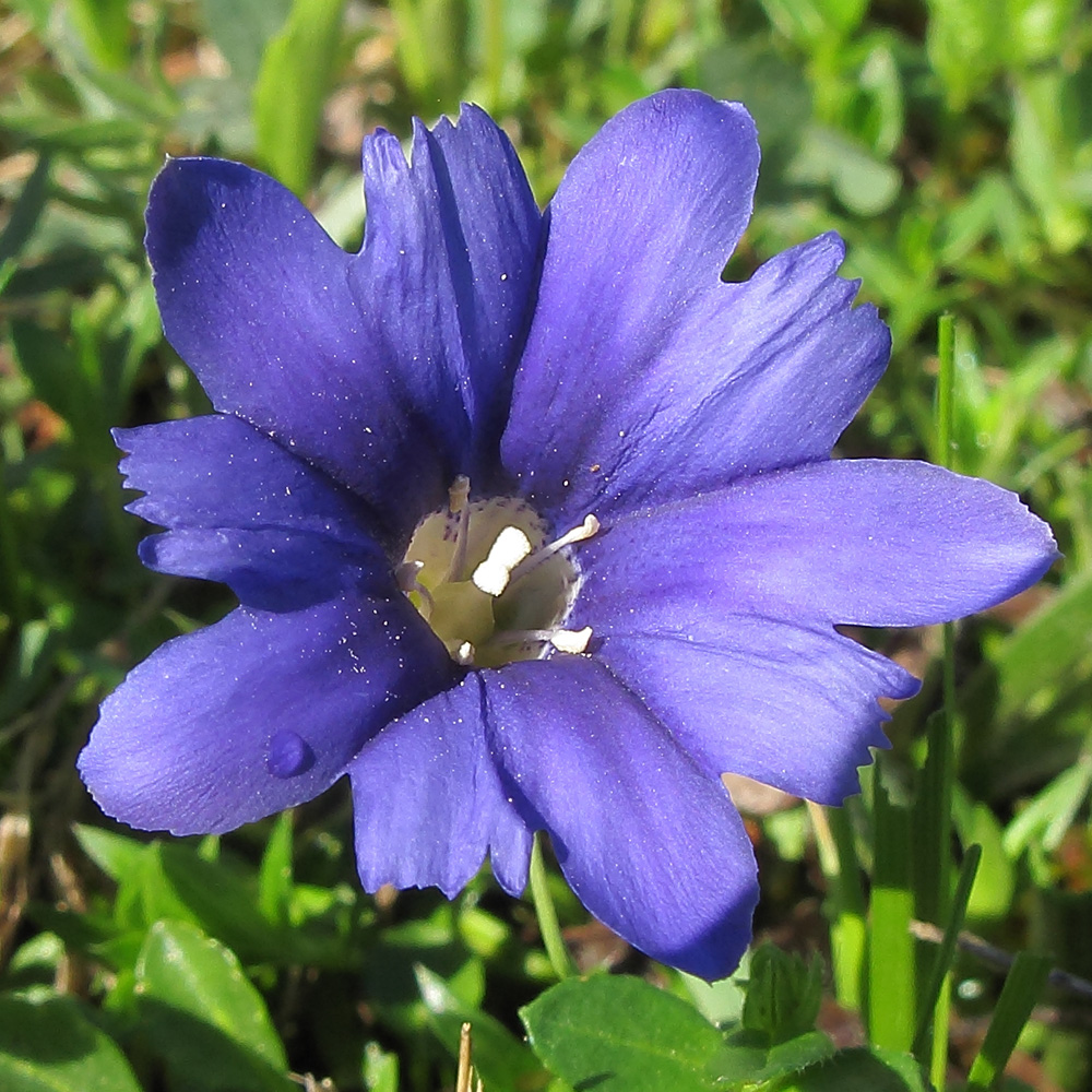 Image of Gentiana dshimilensis specimen.