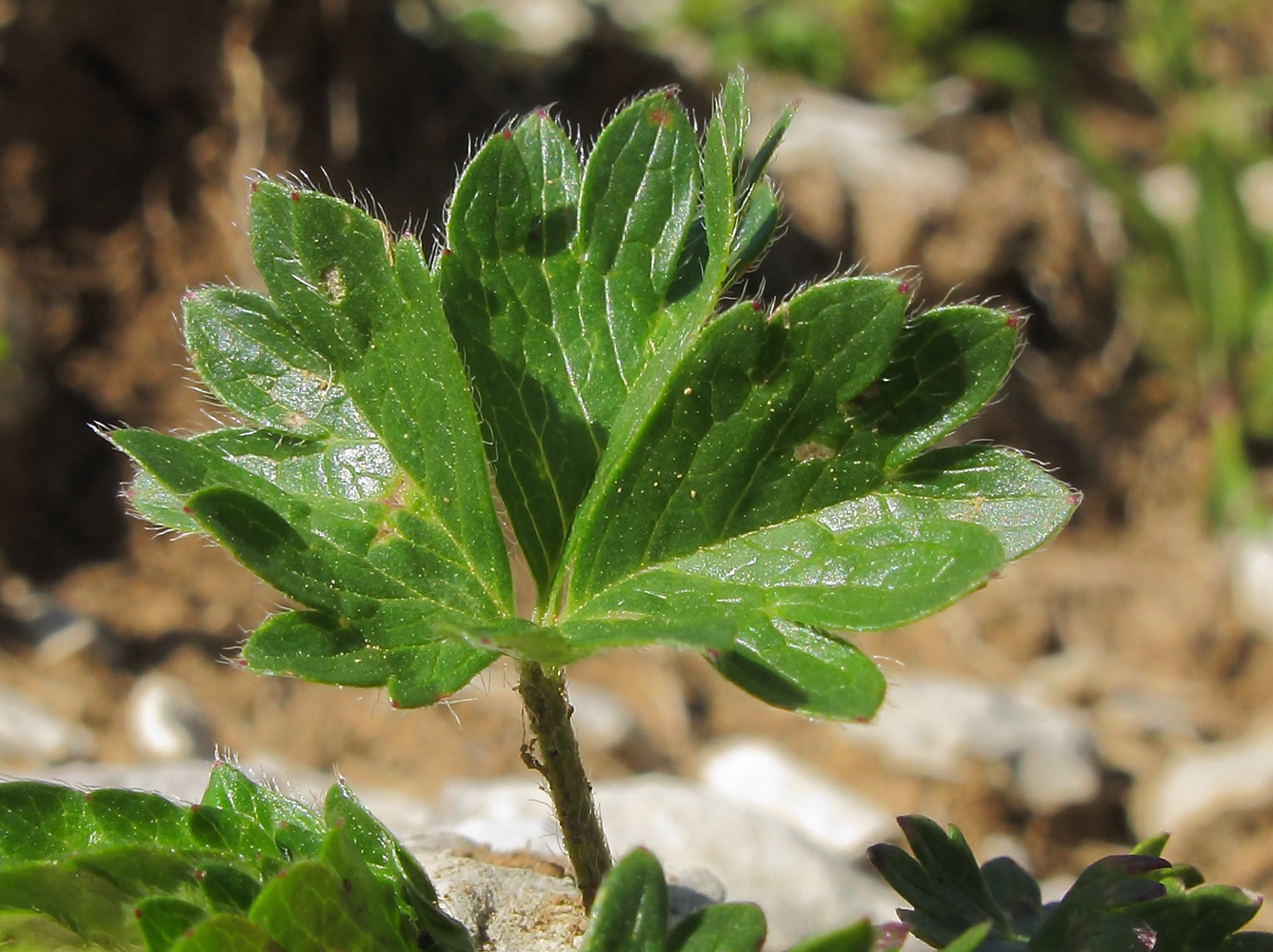 Изображение особи Potentilla gelida.