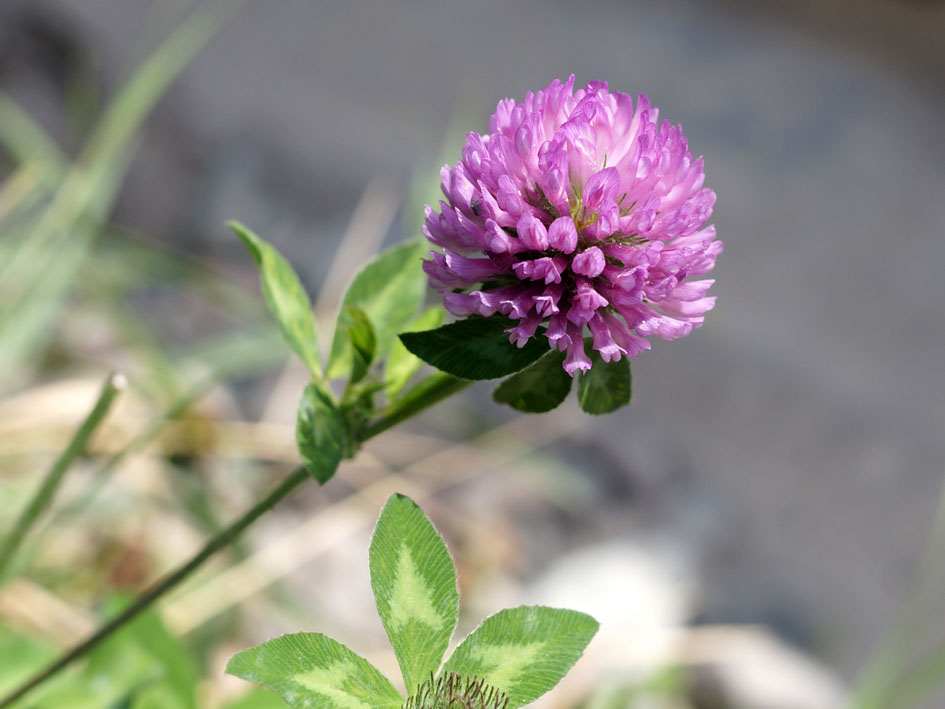 Image of Trifolium pratense specimen.