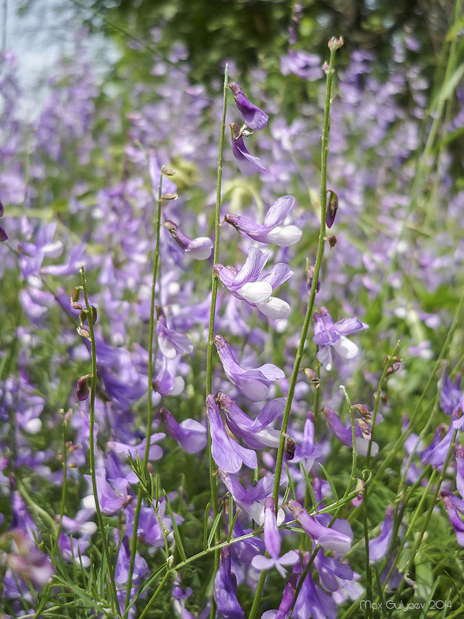 Image of Vicia elegans specimen.