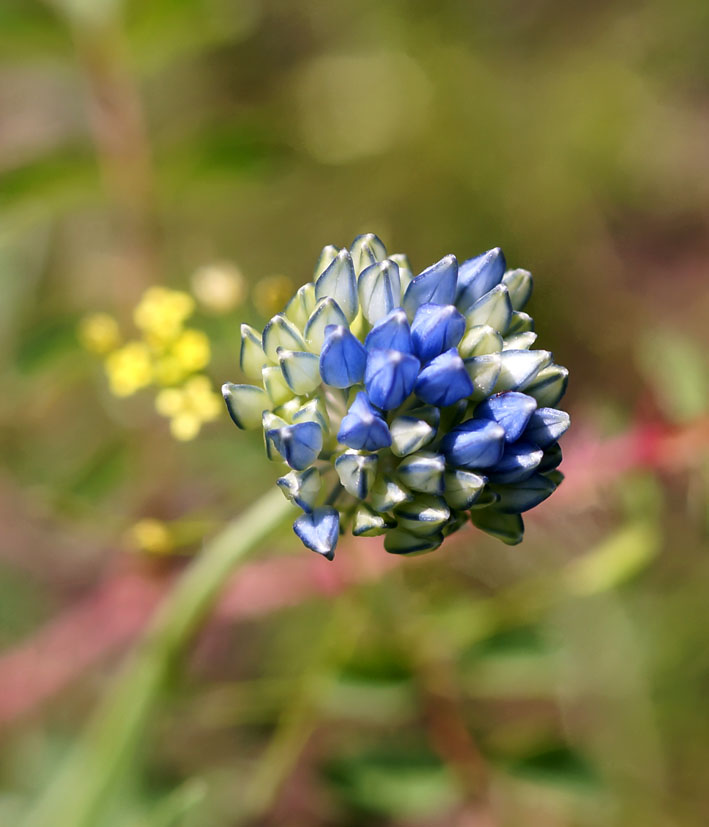 Image of Allium caeruleum specimen.