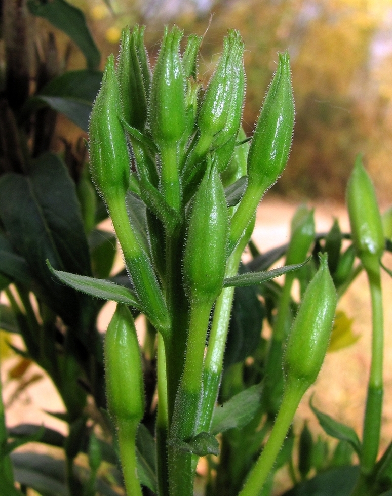 Image of Oenothera biennis specimen.