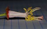 Dombeya × cayeuxii. Цветок (околоцветник удалён). Израиль, Шарон, пос. Кфар Шмариягу, в культуре во дворе. 11.01.2016.