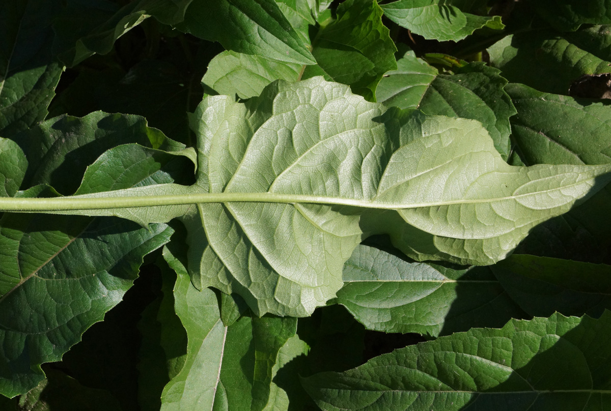 Image of Silphium perfoliatum specimen.