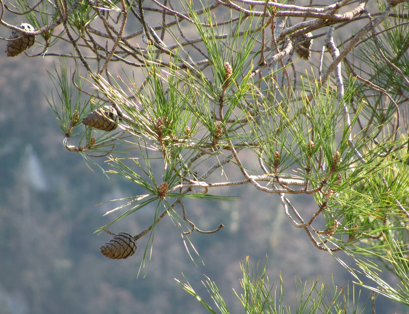 Image of Pinus pityusa specimen.