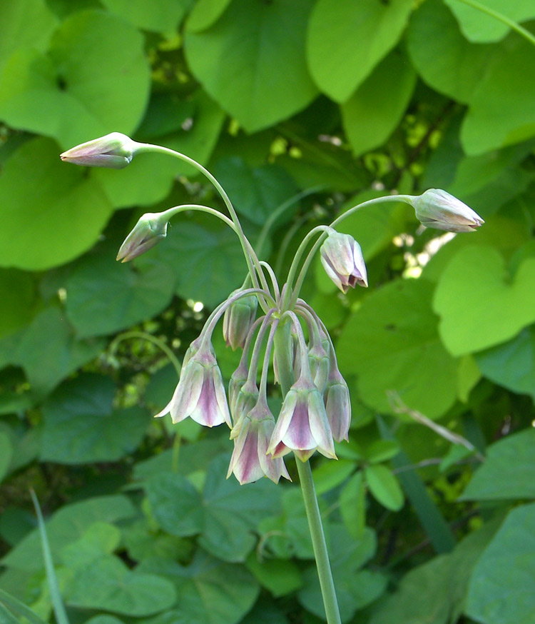 Image of Nectaroscordum siculum specimen.