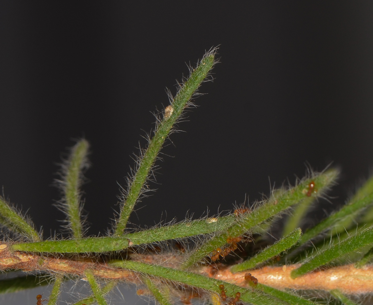 Image of Calothamnus villosus specimen.