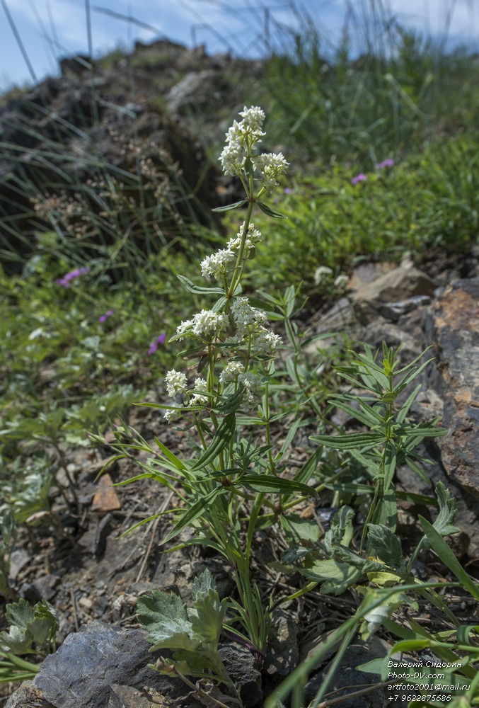 Image of Galium boreale specimen.